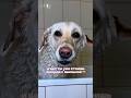 Купала ШГО для животных 500356633 Вымывает даже мазут😱 #мем #жиза #собака