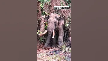 Injured Wild Tusker Agbo | after the treatment #agbo #shorts