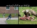 10 Most Dangerous Birds In The World Urdu | دنیا کے خطرناک ترین پرندے | Haider Tv