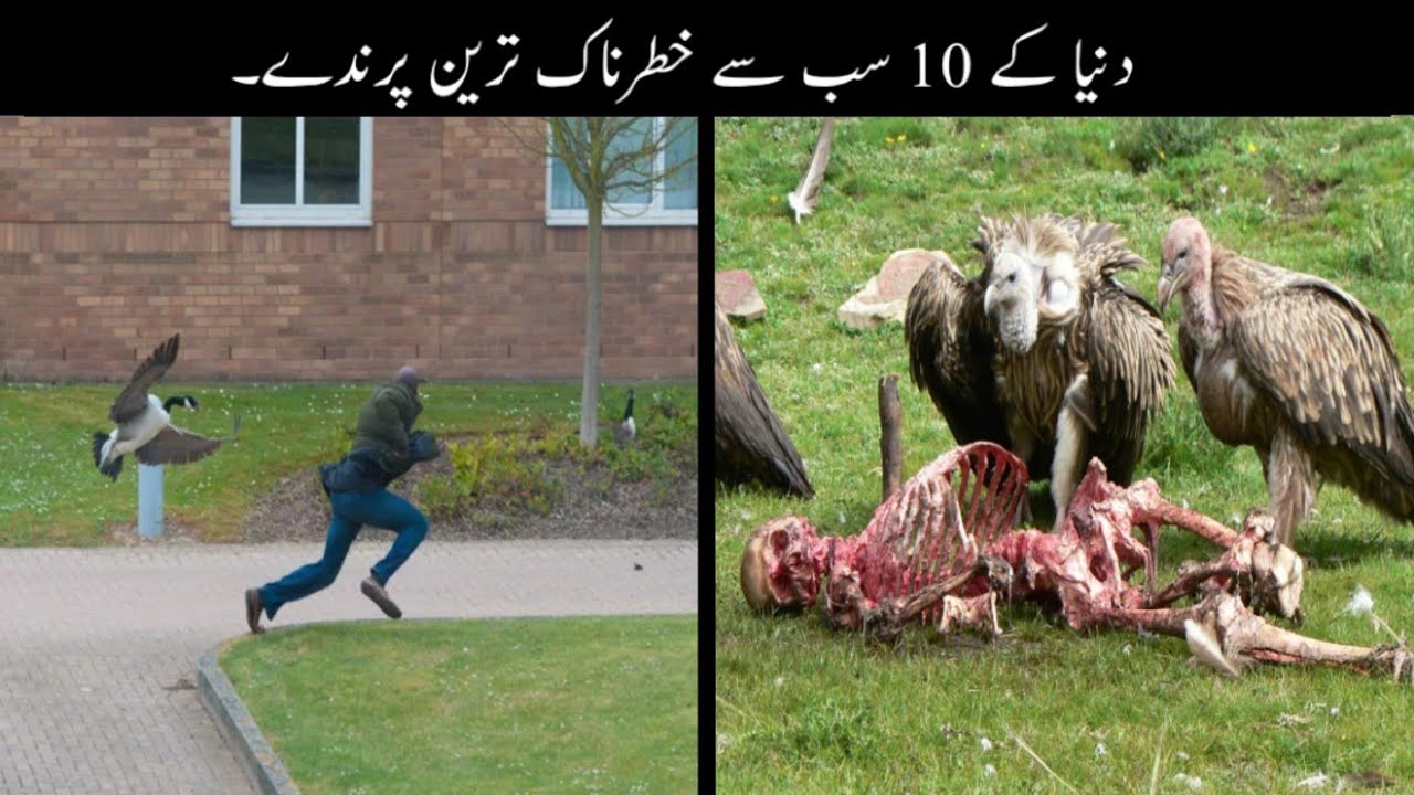 10 Most Dangerous Birds In The World
