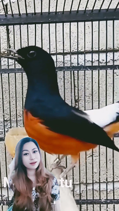 Murai batu bordan Gacor