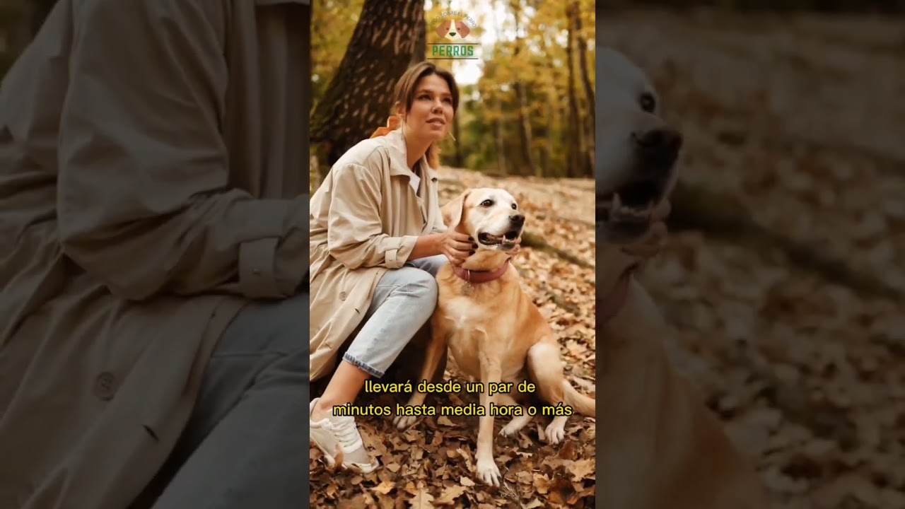 ¡ADIÓS A LOS LADRIDOS MOLESTOS! Aprende a Reducir los Ladridos de tu Perro en la PARTE 1