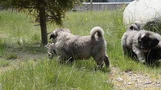 Caucasian Shepherd/ Caucasian Ovcharka/ Russian Bear Dogs, puppies for sale