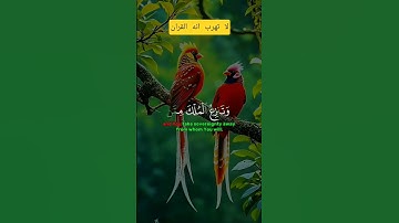 القران الكريم راحه نفسيه #اكسبلور #القزابري #الرحمن #دويتو #duet #المصحف #حالات_واتس #لايك #تيك_توك