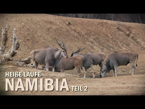"Hot Runs" Hunting in Namibia 2025 Part 2
