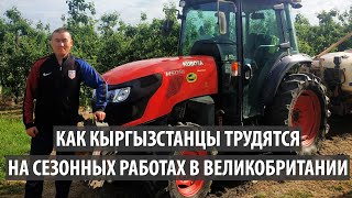 Как кыргызстанцы трудятся на сезонных работах в Великобритании