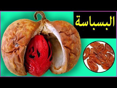 البسباسة صولجان البهارات للطبخ والعلاج