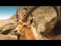 Best sounding shofar -- Nubian Ibex from Ein Gedi oasis in Israel