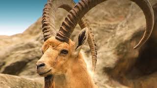 Best sounding shofar  Nubian Ibex from Ein Gedi oasis in Israel