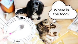 My Dog and Cat react to the Invisible Food [Challenge]