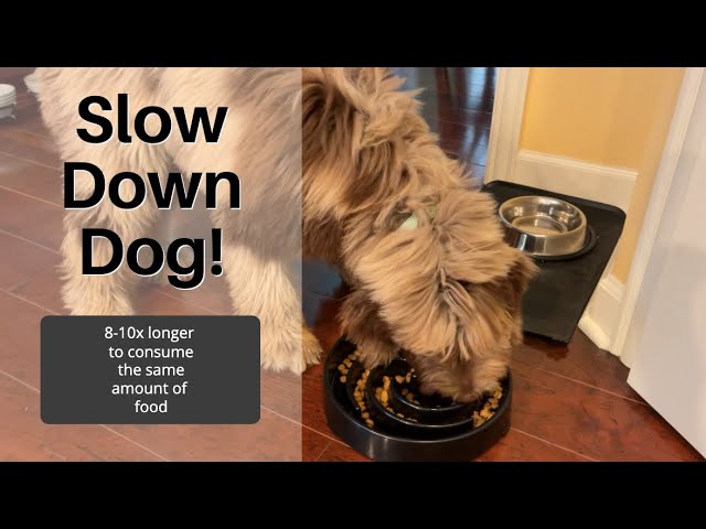 WHIPPY Slow Feeder Bowl for Small Medium Dog Fun Maze Feeder Dog Food Water  Bowl Anti-Slip Puzzle Bowl No Chocking Healthy Interactive Bloat Stop Dog