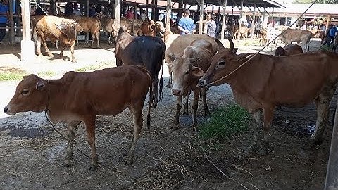 Suara Sapi Moo, Sapi Jumbo, Sapi lucu, sapi joget, sapi brahman, cow videos