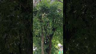 Aguatillo (Persea caerulea). #pozarica #veracruz #mexico #tree #arbolesnativos #ancienttree #flora