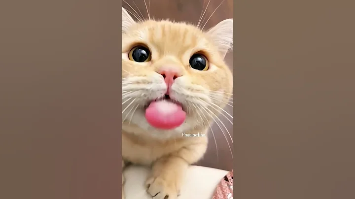 Video 10448701: kitten pets funnycats meow, cat funnycats pets meows, cats funnycats meow cute, kitten funny meow pets