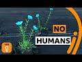 Life Without Humans: A Hypothetical Exploration
