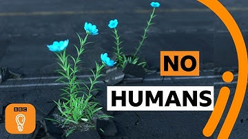 Hoe zou een wereld zonder mensen eruit zien? | BBC Ideas