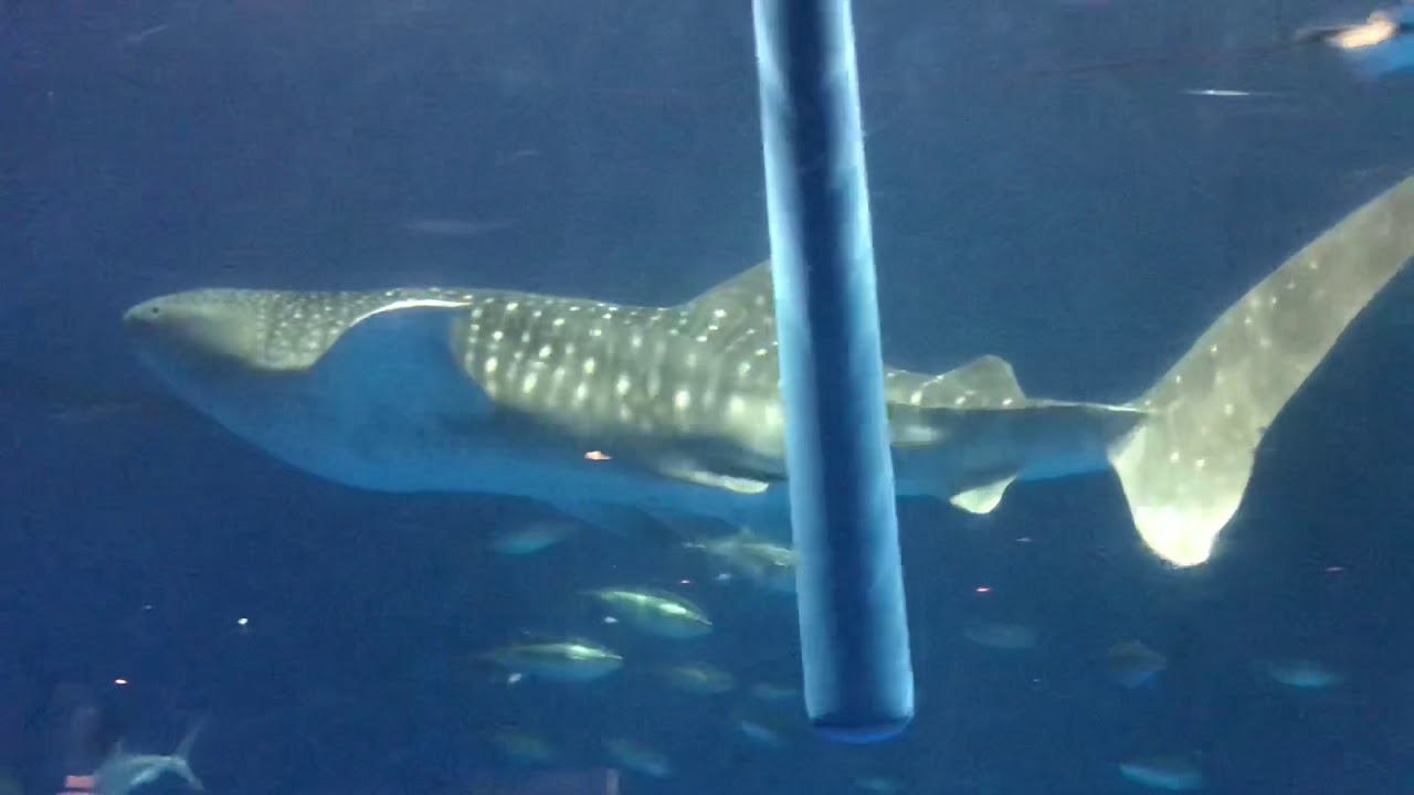 鹿児島水族館に ８代目ジンベエザメ ユウユウ が参上したでごわす いっぺこっぺ通信