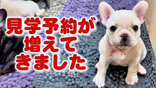 【生後47日】フレブル赤ちゃんの見学予約が増えてきました