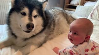 Dog Tries To Teach Baby To Crawl (Cutest reaction!!)