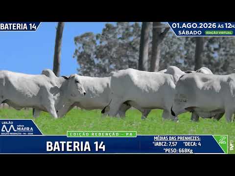 BATERIA 14   LOTES 107 e 108