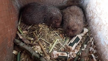 yug nas kos coob heev nawb