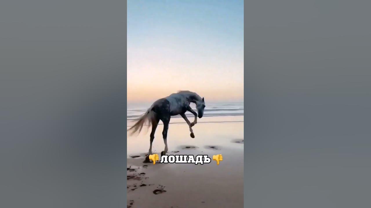 хахахаха, пиши в комментариях ещё таких животных #memes #мемы #конь ...