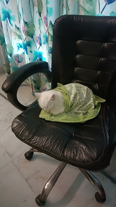 Bath time elly cat  😭👌#PersianKitten #CuteCats #FluffyKitten #FunnyCatVideos #MeowMeow