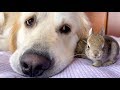 Lovely Golden Retriever has the Cutest Friends - Baby Bunnies!