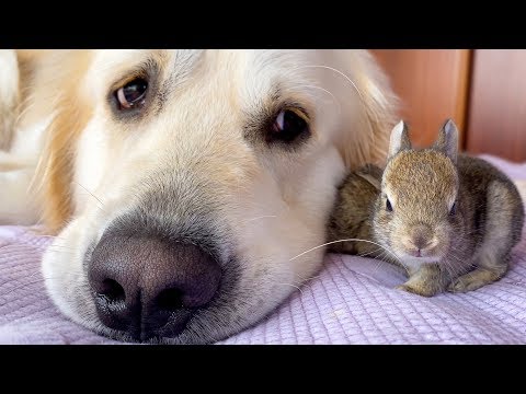 lovely-golden-retriever-has-the-cutest-friends---baby-bunnies!