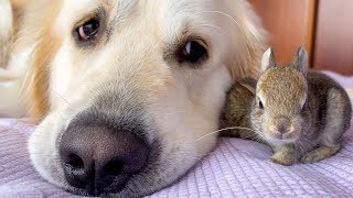 Lovely Golden Retriever has the Cutest Friends - Baby Bunnies!