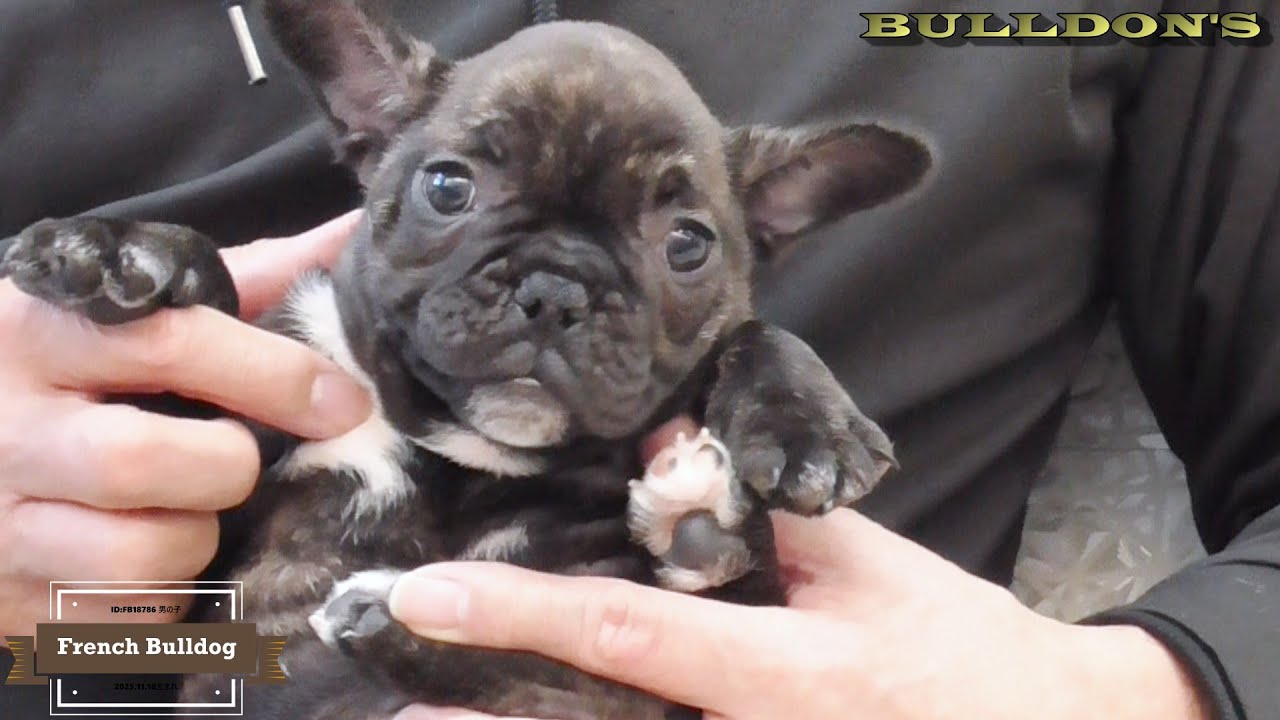 ID:FB1876 フレンチブルドッグ専門ブリーダーBULLDON'S 販売中