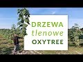 Poznaj Oxytree!🌳 Szybko rosnące drzewo tlenowe