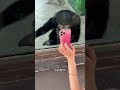 Chimpanzees also have depression #Love #foryou #tiktok... #Shorts #osmundo0716