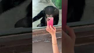 Chimpanzees also have depression #Love #foryou #tiktok... #Shorts #osmundo0716