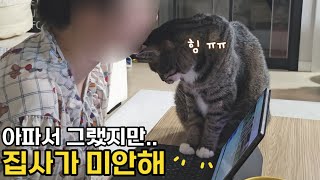 온 몸으로 사랑을 표현하는 고양이에게 너무 미안해지는 순간 : 호동아 근데 진짜 아팠어ㅠ