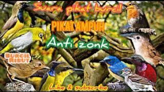 Suara pikat burung kecil ribut | mp3 pikat burung kecil liar paling ampuh |