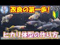 改良の第一歩！お気に入りメダカのヒカリ体型を作ってみよう♪【初心者向けめだか改良】＃１４５ ～美心めだか～