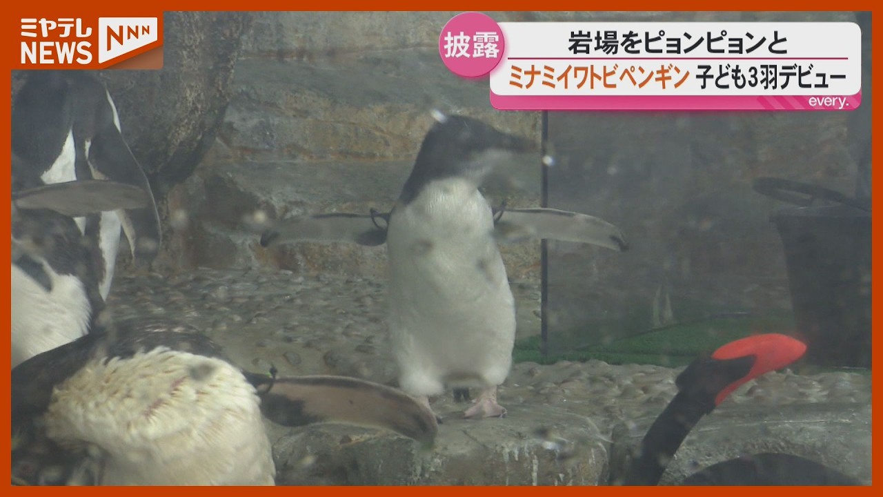 Hopping Along the Rocks: 3 Southern Rockhopper Penguin Chicks Make