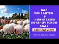 Бал хризантем в Никитском ботаническом саду. Новости туризма России.