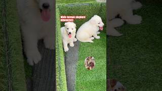 White German shepherd #shorts #puppy #cute #trending #shepherd