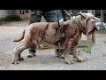      strongest dogs in tamil  vikky pictures