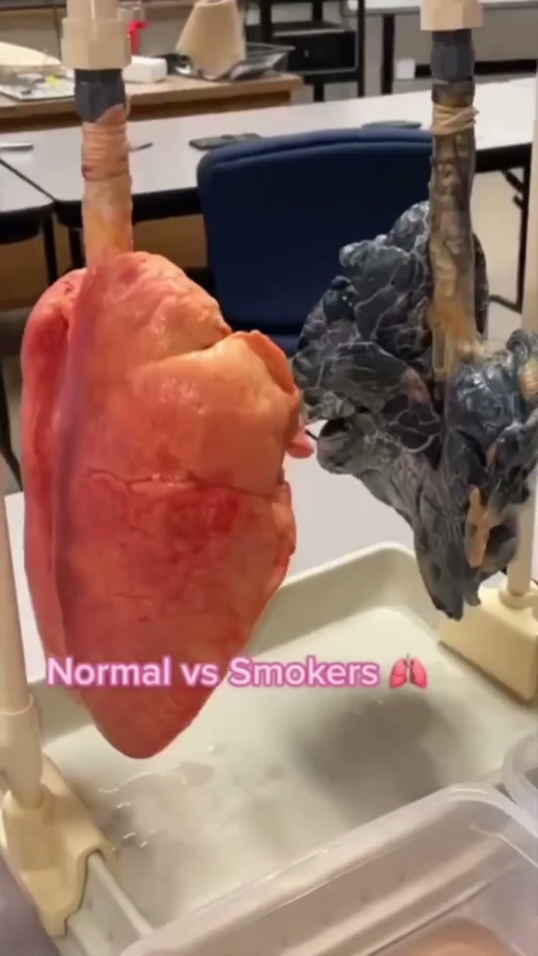 ? Puff shows why we shouldn’t smoke! Stay healthy and fur-tastic! ? #ThatLittlePuff
