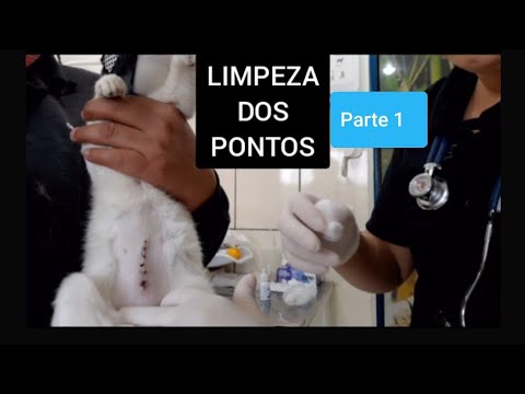 Vídeo: Como limpar o tártaro dos dentes de um cão sem veterinário