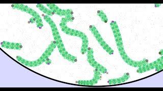 Cell Lab - Peristaltic locomotion [Brained crawlers]