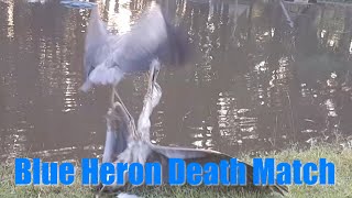 Great Blue Heron Death Match by David Windmueller 1,586 views 3 years ago 3 minutes, 38 seconds