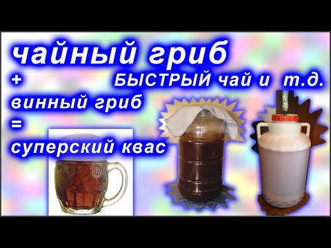 чайный и винный гриб и квас из них