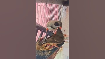 zebra finch feeding food #shorts #youtubeshort
