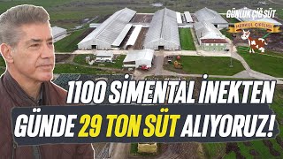 1100 Simental İnekten, Günde 29 Ton Süt Alıyoruz - Tarım Aktüel