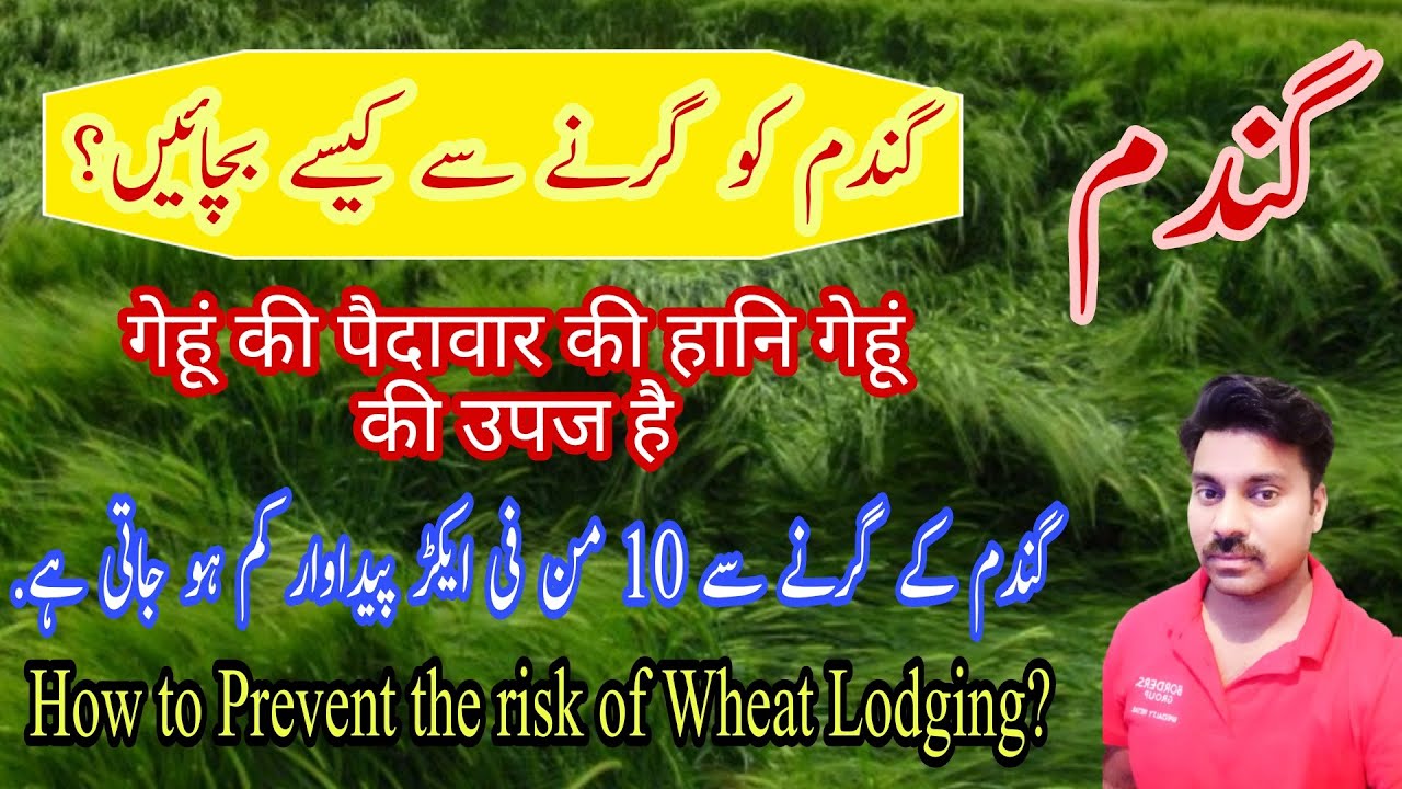 How to prevent Wheat crop from Lodging |Wheat crop lodging problem |How to increase Wheat crop yield