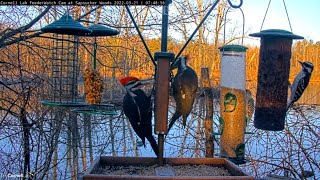 Woodpecker Wonderland At Cornell Feeders | 3 Pileated Woodpeckers! - March 21, 2022